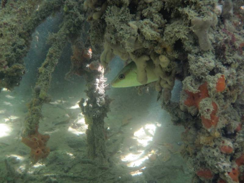 Fish Hiding in Mangrove Roots