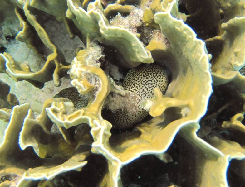 Spotted Moray Eel Hiding in Coral