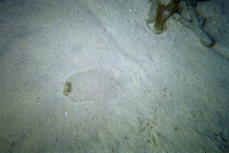 Flounder, Bora Bora