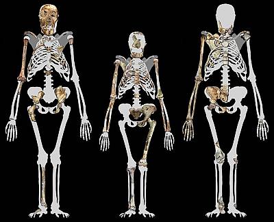 Australopithecus sediba compared to Lucy