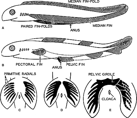 Hypothetical evolution of paired fins and their skeletal supports