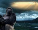 God or Gorilla Pic