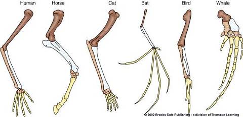 Similarity of Vertebrate Limbs