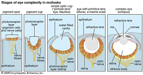 Stages of eye complexity in mollusks