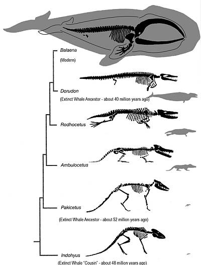 Whale Cladogram