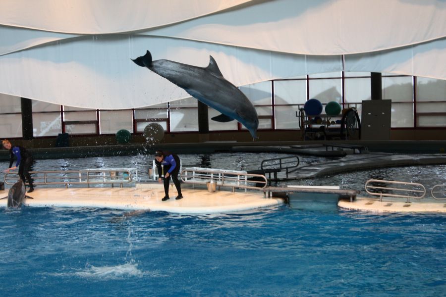 Dolphin at National Aquarium