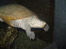 Turtle at National Aquarium reduced