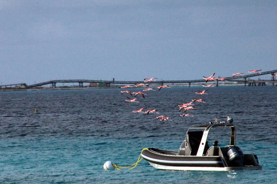 Flamingos Flying Over Ocean Behind House