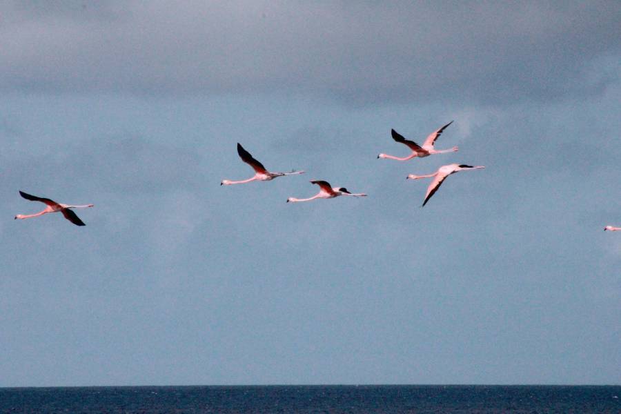 Flamingos Flying over Ocean behind House