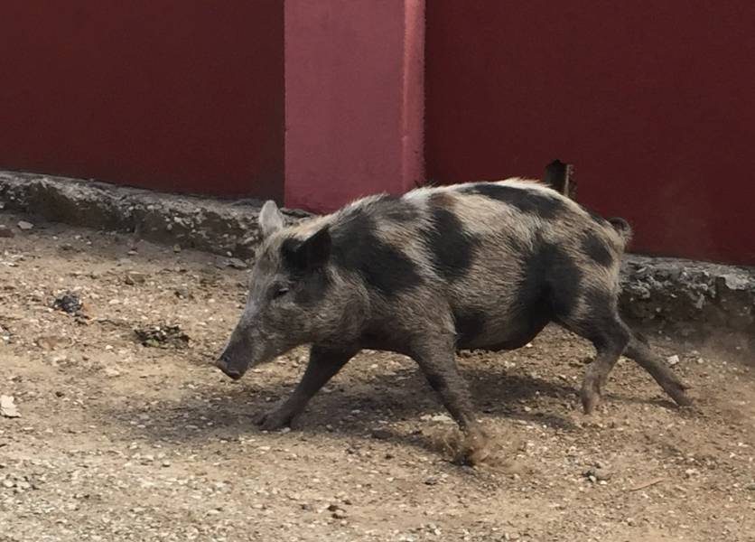 Pig in Rincon