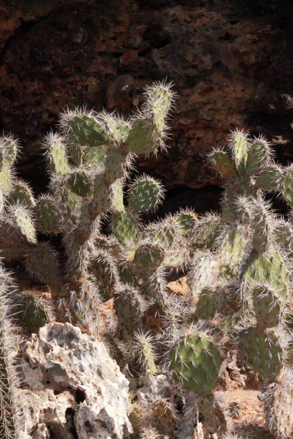 Cactus near Indian Inscriptions