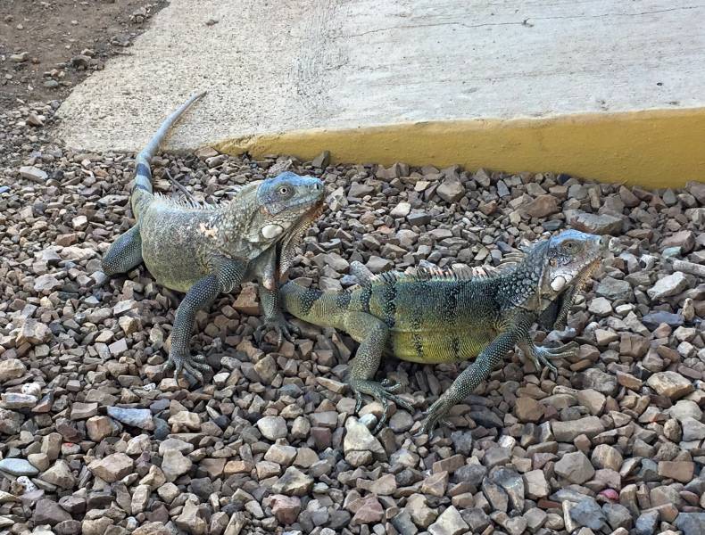 Iguanas at Park Entrance