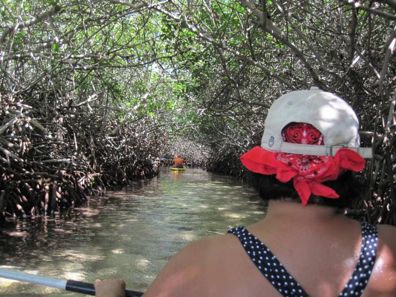 Kayaking through Mangrove Tunnel