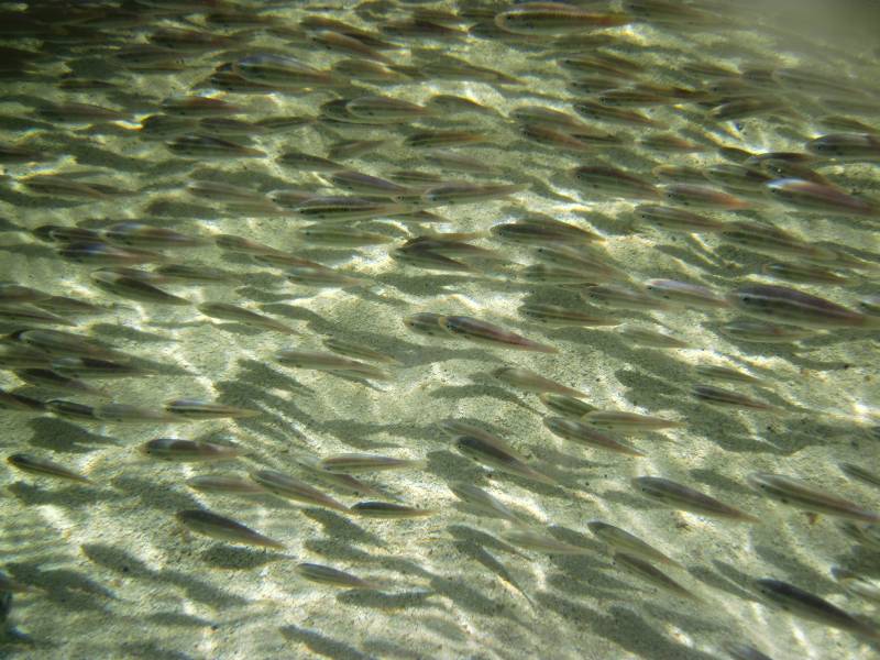 School of Fish in Mangroves