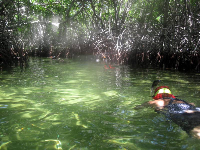 Snorkeling in Mangroves