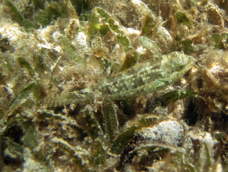 Fish in Seagrass