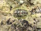 Chiton in Tide Pool