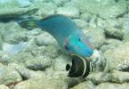 Stoplight Parrotfish and Juvenile French Angelfish