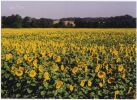 Sunflower Field, Fontainbleu, France