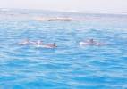 Dolphins from Island Boat Tour, Moorea