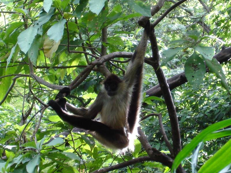 Monkey near Lake Atitlan