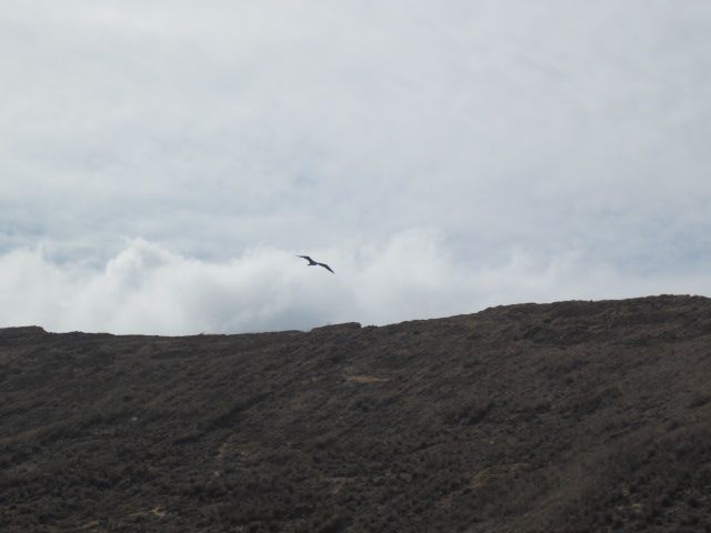 Frigate Bird Over Molokini