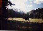 Moose in Backcountry, Yellowstone