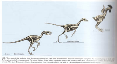 Comparison of Bambiraptor, Archaeopteryx, and a Modern Chicken