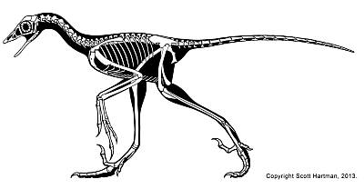 Scott Hartman's Archaeopteryx Skeleton Drawing