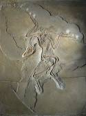 Archaeopteryx - Berlin Specimen