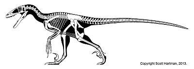 Scott Hartman's Deinonychus Skeleton Drawing