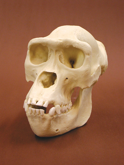 Female Gorilla Skull