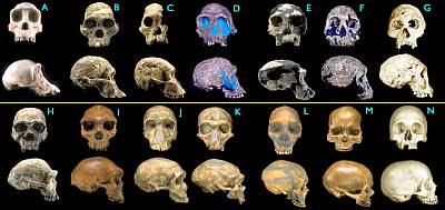 Talk Origin's Hominid Skull Comparison