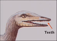 Hovind's Archaeopteryx Teeth Slide