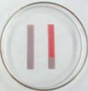 Litmus Paper