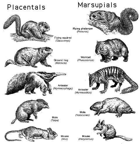 Placental Marsupial Convergent Evolution