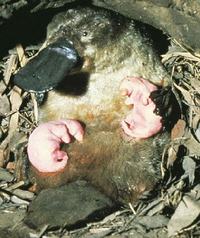 Platypus Mother and Babies