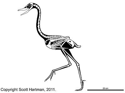 Scott Hartman's Presbyornis Skeleton Drawing