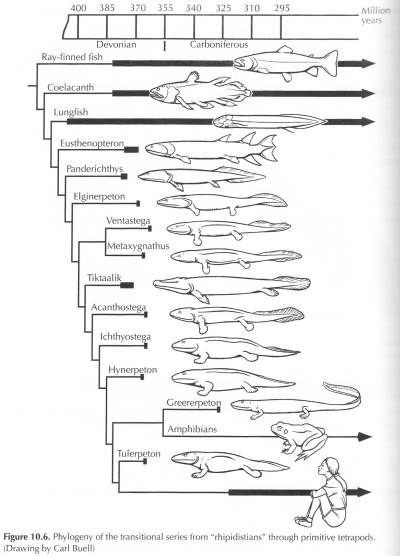 Rhipidistian Cladogram