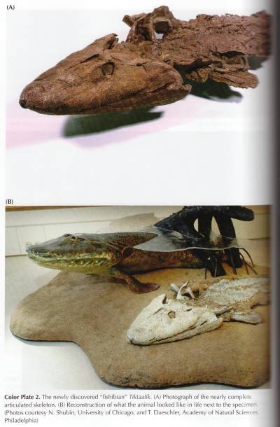 Picture of Tiktaalik from Donald Prothero's Evolution: What the Fossils Say and Why It Matters