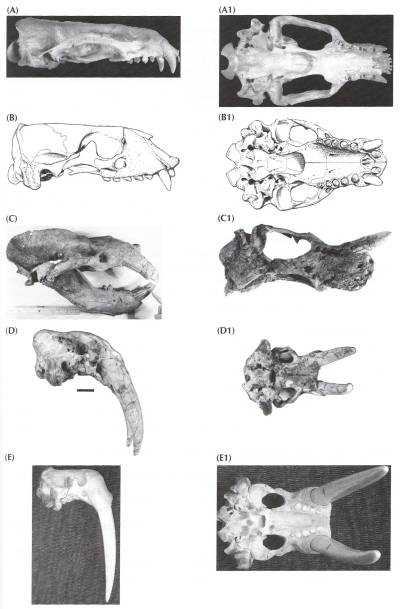 Walrus Transitional Fossils