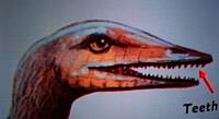Sepetjian's Archaeopteryx Teeth Image