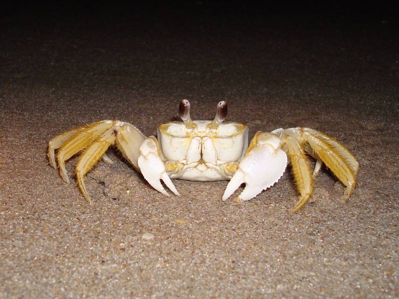 Big Crab on Beach at Night
