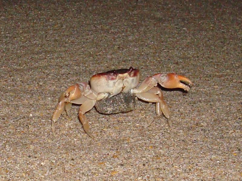 Big Red Crab on Beach at Night