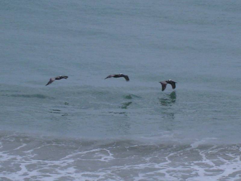 Pelicans Skimming the Ocean