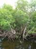 Mangrove Swamp at Environmental Learning Center