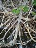 Mangrove Roots at Environmental Learning Center
