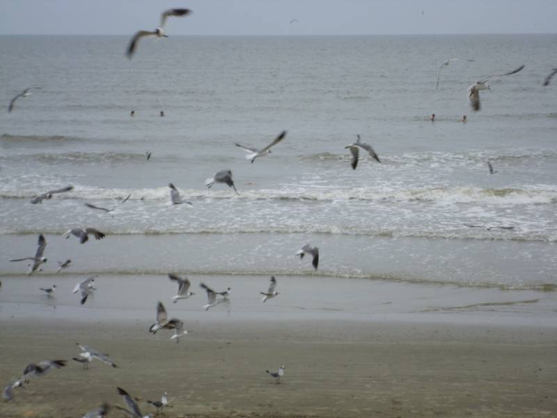 Flock of Seagulls, Galveston