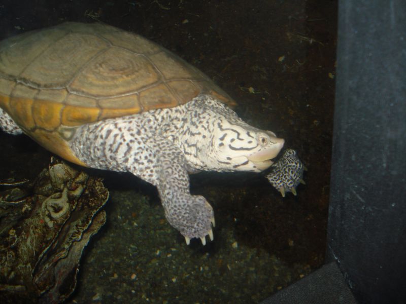 Turtle at National Aquarium reduced