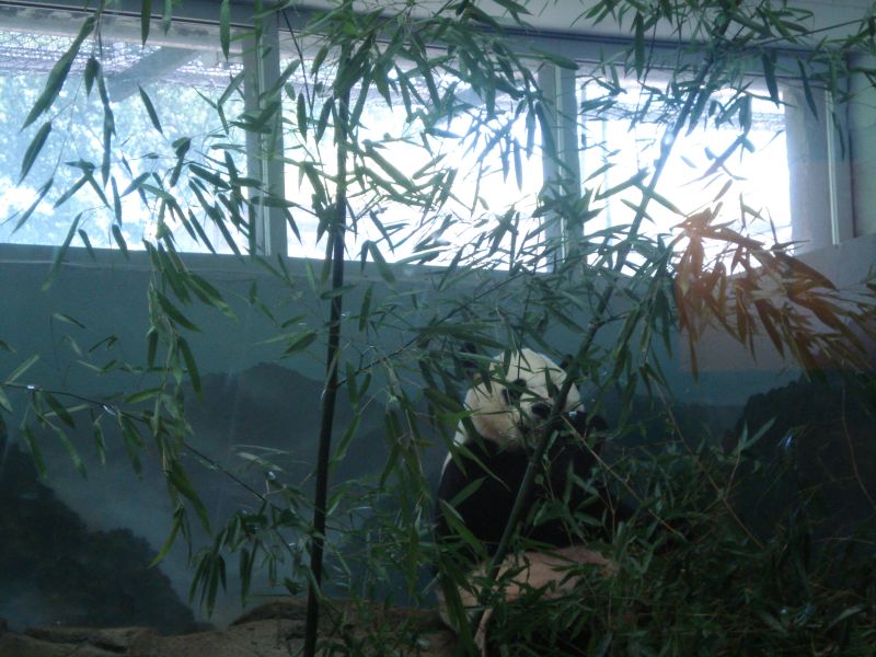 Panda at National Zoo